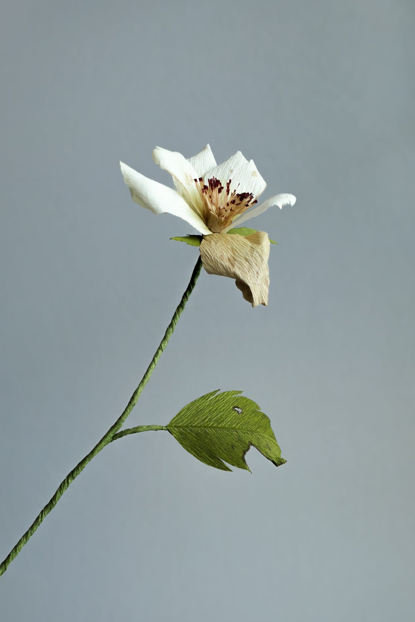 A white faded rose made of crepe paper.